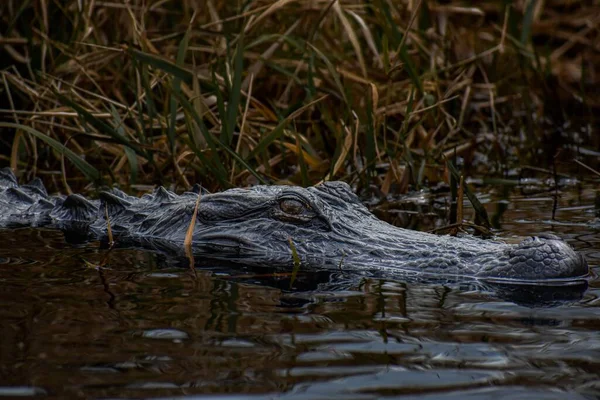 Een Close Shot Van Een Zwarte Amerikaanse Alligator Half Het — Stockfoto