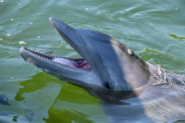 A closeup of a cute dolphin swimming during the daytime
