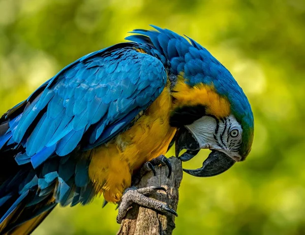 一只蓝色 五彩斑斓的鹦鹉的特写镜头 试图咬它栖息的木头 — 图库照片