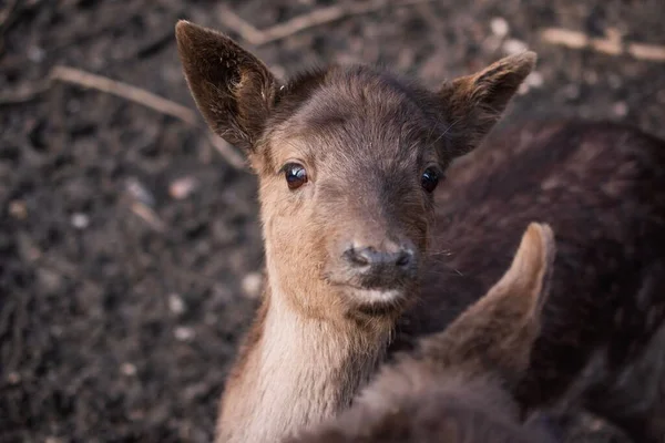 Bebê Bonito Cervo Sika Nippon Cervus Olhando Para Câmera Fundo — Fotografia de Stock