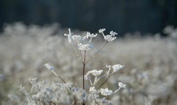Detailní Zblízka Led Mráz Vytvořený Zimních Lučních Rostlinách Wiltshire — Stock fotografie