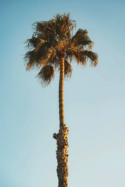 在阳光和蓝天下一棵棕榈树的竖直照片 很适合贴墙纸 — 图库照片