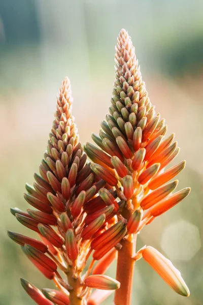 Güneşli Bir Günde Bahçede Büyüyen Aloe Vera Çiçeğinin Dikey Yakın — Stok fotoğraf