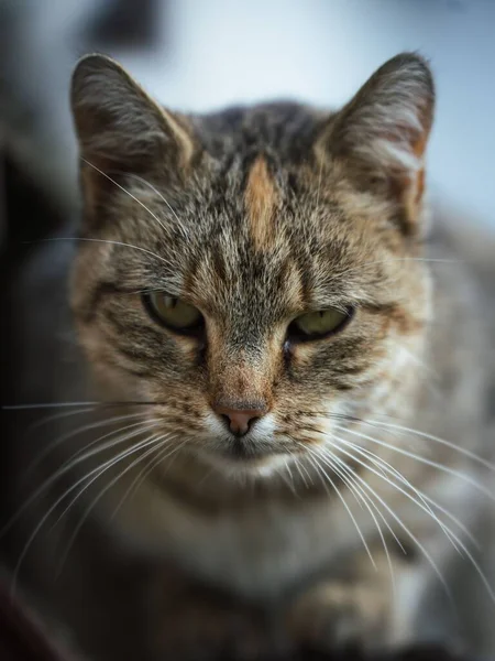 背がぼやけている背の低いタビー猫のクローズアップショット — ストック写真