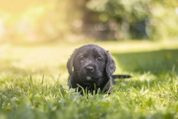 一只可爱的黑色拉布拉多猎犬正躺在田野里 背景是明亮的阳光 — 图库照片