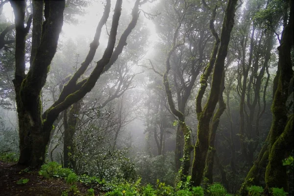 鬱蒼とした木々に囲まれた森 — ストック写真
