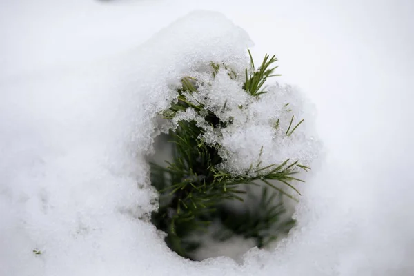 Closeup Shot Dwarf Mountain Pine Needles Covered Snow Daylight — Stock Photo, Image