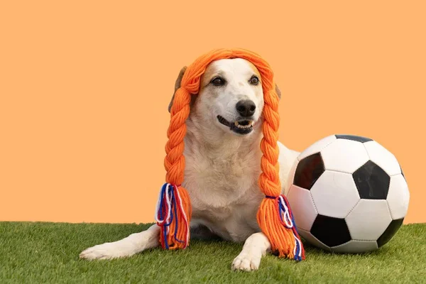 Słodki Pies Pomarańczowymi Warkoczami Piłką Nożną Hakowaną Boisku — Zdjęcie stockowe
