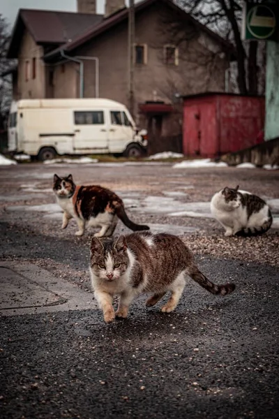 Vertical Shot Fluffy Cyprus Cat Felis Catus Walking Asphalt Cats — Stock Photo, Image