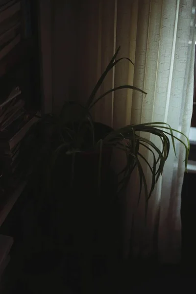 カーテンで覆われた窓の前の本棚の横の鍋に家の植物の垂直ショット — ストック写真