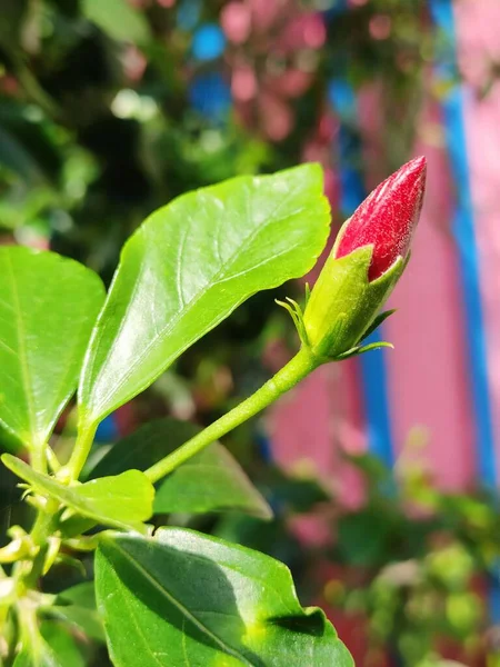 在一个阳光灿烂的日子里 花园里有一朵美丽的 盛开的红玫瑰 — 图库照片