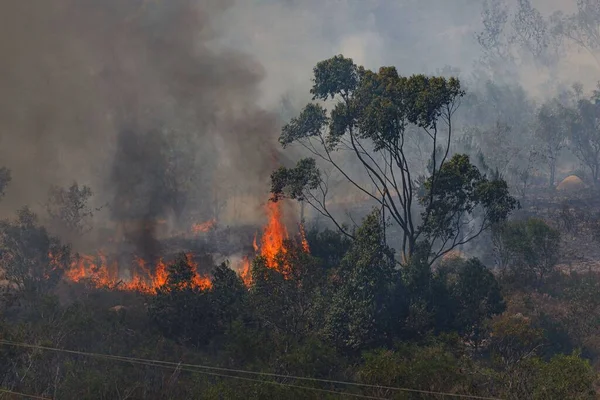 Een Intens Wildvuur Met Rook Brandende Bomen — Stockfoto