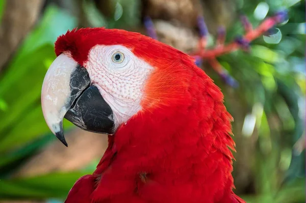 Közelkép Egy Színes Makaó Papagájról Ara Macao Fákkal Homályos Háttérben — Stock Fotó