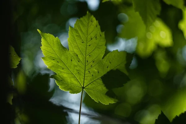 Ağaçtaki Yeşil Bir Akçaağaç Yaprağının Yakın Plan Fotoğrafı Güneşin Altında — Stok fotoğraf