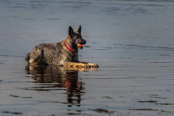 Ein Schöner Blick Auf Einen Deutschen Schäferhund Der Strand Kalifornien — Stockfoto