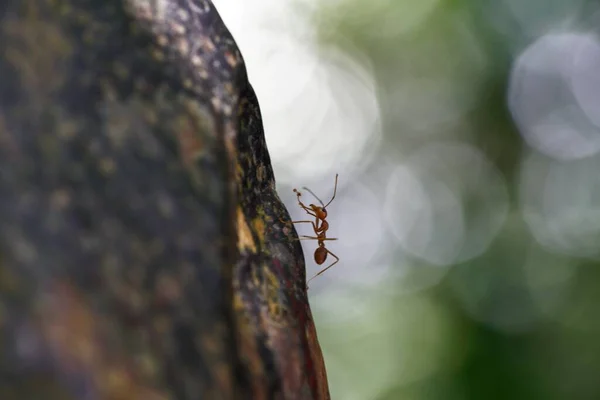 Macro Primer Plano Una Hormiga Pequeña Árbol Bosque — Foto de Stock
