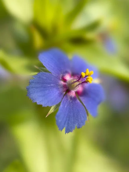 Makró Felvétel Egy Virágzó Kék Pimpernelről — Stock Fotó