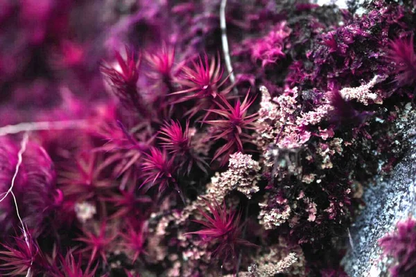 The purple limnophila aromatica underwater plant on the blurred background