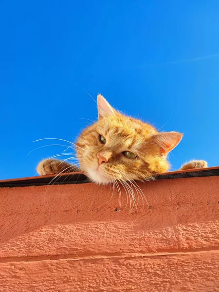 Vertikal Bild Ingefära Katt Som Ligger Från Ett Tak Blå — Stockfoto