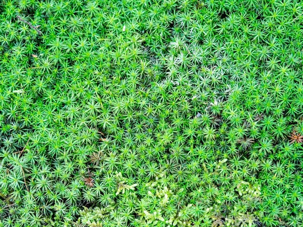 Some Green Moss Vienna Woods Austria — Stock Photo, Image