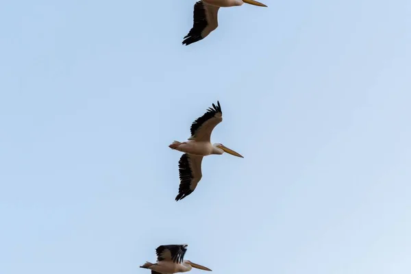Низкоугольный Снимок Стаи Пеликанов Летящих Воздухе Против Голубого Неба — стоковое фото
