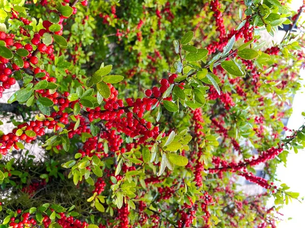 Bahar Bahçesindeki Ağaçtaki Güzel Kırmızı Meyvelerin Yakın Çekimi — Stok fotoğraf