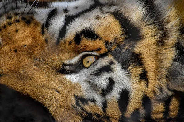 Primo Piano Una Testa Tigre Siberiana Strisce Gialle Bianche Con — Foto Stock
