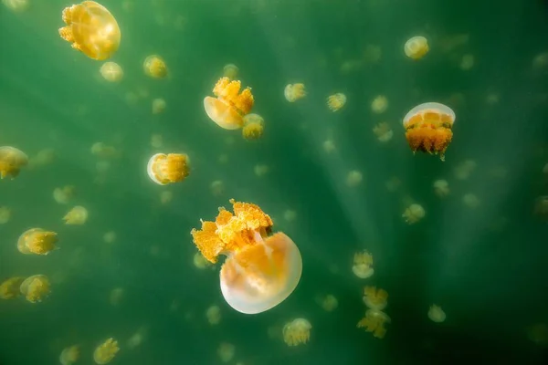 Yeşil Suda Yüzen Tatlı Altın Denizanası Seçici Odaklanma — Stok fotoğraf