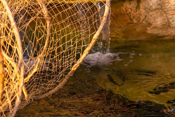 在池塘里游泳的渔网鳟鱼的特写镜头 — 图库照片