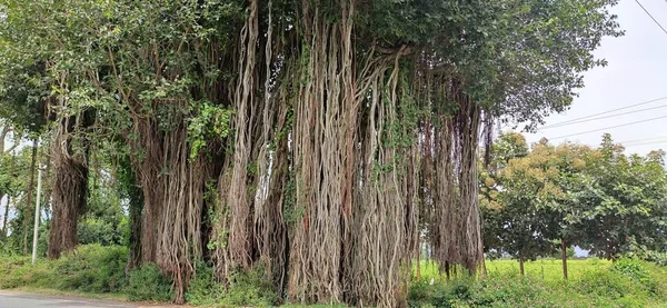 Scenic Green Landscape Banyan Trees Park — Stock Photo, Image