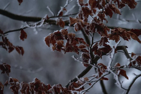 Bir Ağacın Kurumuş Yaprakları Üzerinde Kış Boyunca Buzun Sığ Odak — Stok fotoğraf