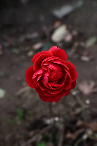 Plan Vertical Une Fleur Rose Rouge Avec Fond Flou — Photo