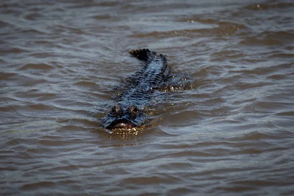 Аллигатор Плавающий Озере Луизиане Сша — стоковое фото
