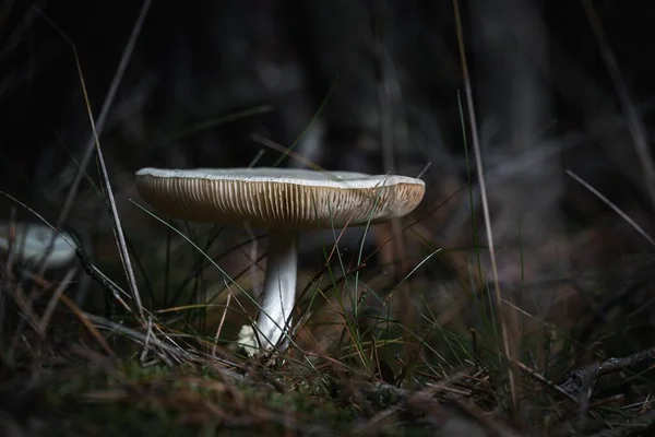 Closeup Mushroom Grass Sunlight — Stock Photo, Image