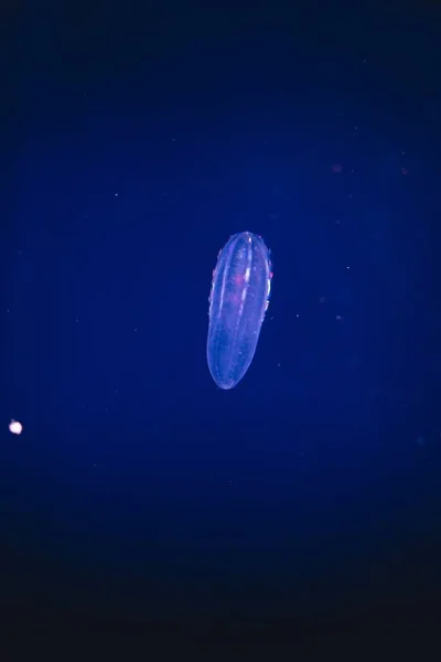 Vertical Shot Comb Jellyfish Underwater — Stock Photo, Image