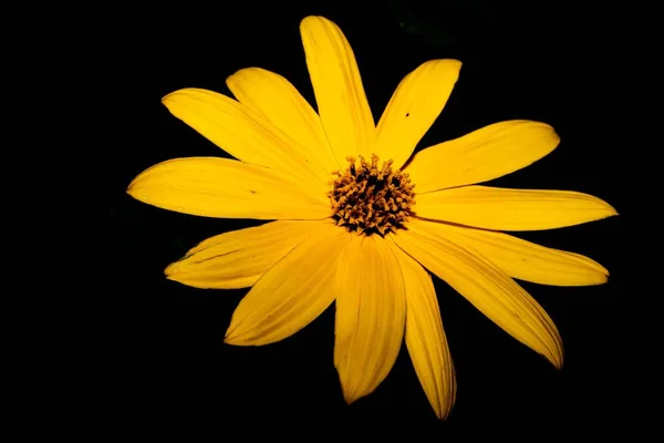 Egy Közeli Kép Virágzó Sárga Virág Elmosódott Háttérrel — Stock Fotó
