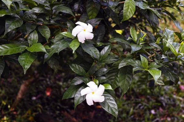 Hermosas Gardenias Blancas Sus Hojas Verdes — Foto de Stock