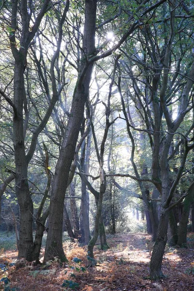 Μια Κάθετη Λήψη Ενός Μονοπατιού Ένα Δάσος Στο Μπέρμιγχαμ Ηνωμένο — Φωτογραφία Αρχείου