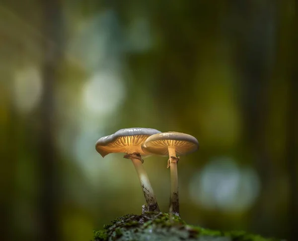 Closeup Two Mushrooms Blurred Green Background — Stock Photo, Image