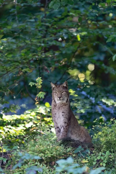 Een Lynx Natuur Zomer — Stockfoto