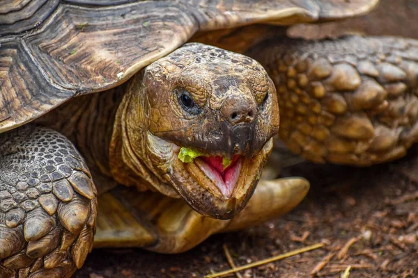 Närbild Bild Galapagos Jätte Sköldpadda Med Vackert Strukturerad Reptil Hud — Stockfoto