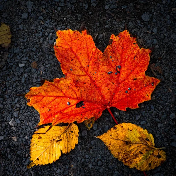 Eine Nahaufnahme Von Gelben Und Roten Trockenen Blättern Auf Einem — Stockfoto