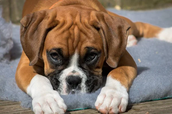 Egy Közeli Felvétel Egy Barna Bokszoló Kutyáról Ahogy Fekszik Pihen — Stock Fotó