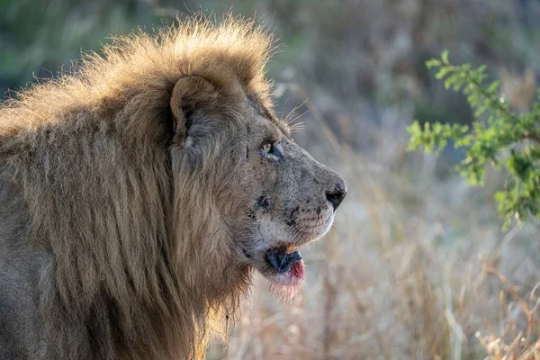 一只美丽的野生狮子在乡间田野里的特写镜头 — 图库照片