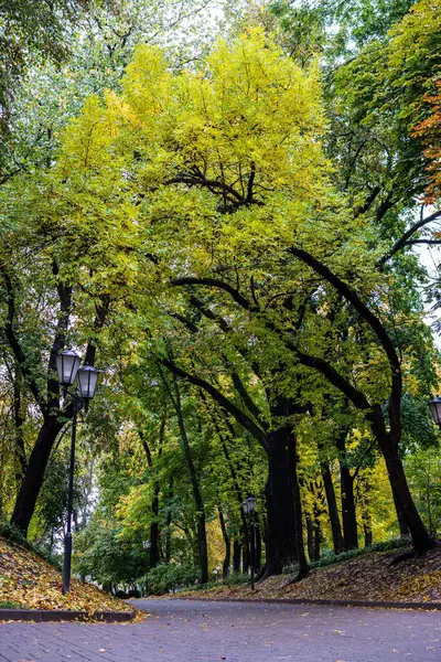 Вертикальный Снимок Ярко Зеленых Деревьев Парке Гомеле — стоковое фото