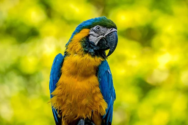 一只蓝色 色彩斑斓的鹦鹉在模糊的背景下进行的特写 — 图库照片