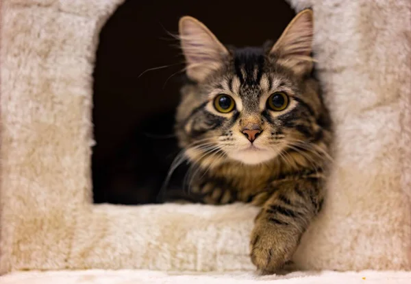 Kedi Evinden Dışarı Bakan Sevimli Bir Kedinin Yakın Çekimi — Stok fotoğraf