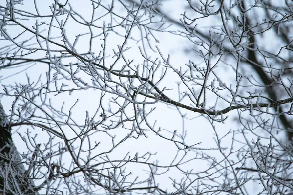 Tiro Foco Raso Geada Gelo Galhos Árvore Durante Inverno — Fotografia de Stock
