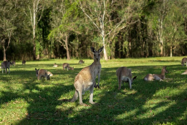 Grupo Canguros Coombabah Park Australia Día Soleado — Foto de Stock