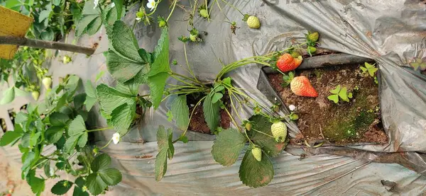 Primer Plano Las Fresas Madurando Invernadero —  Fotos de Stock